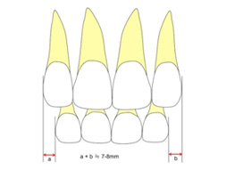乳歯と永久歯の大きさ